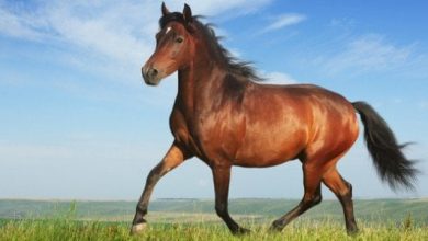 تفسير حلم رؤية الحصان الشرس في المنام